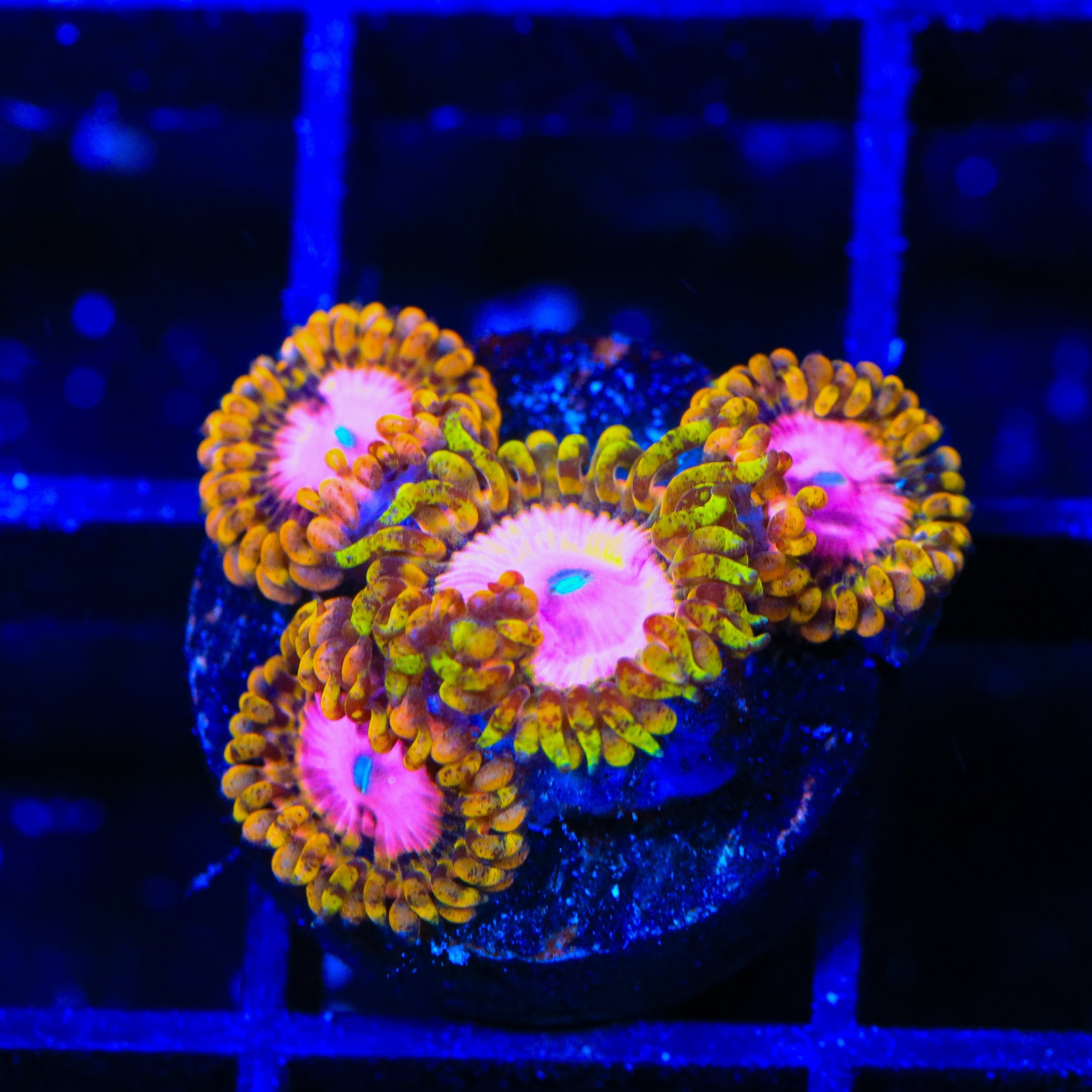 TSA Chemically Altered Zoanthids Coral