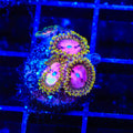 TSA Chemically Altered Zoanthids Coral