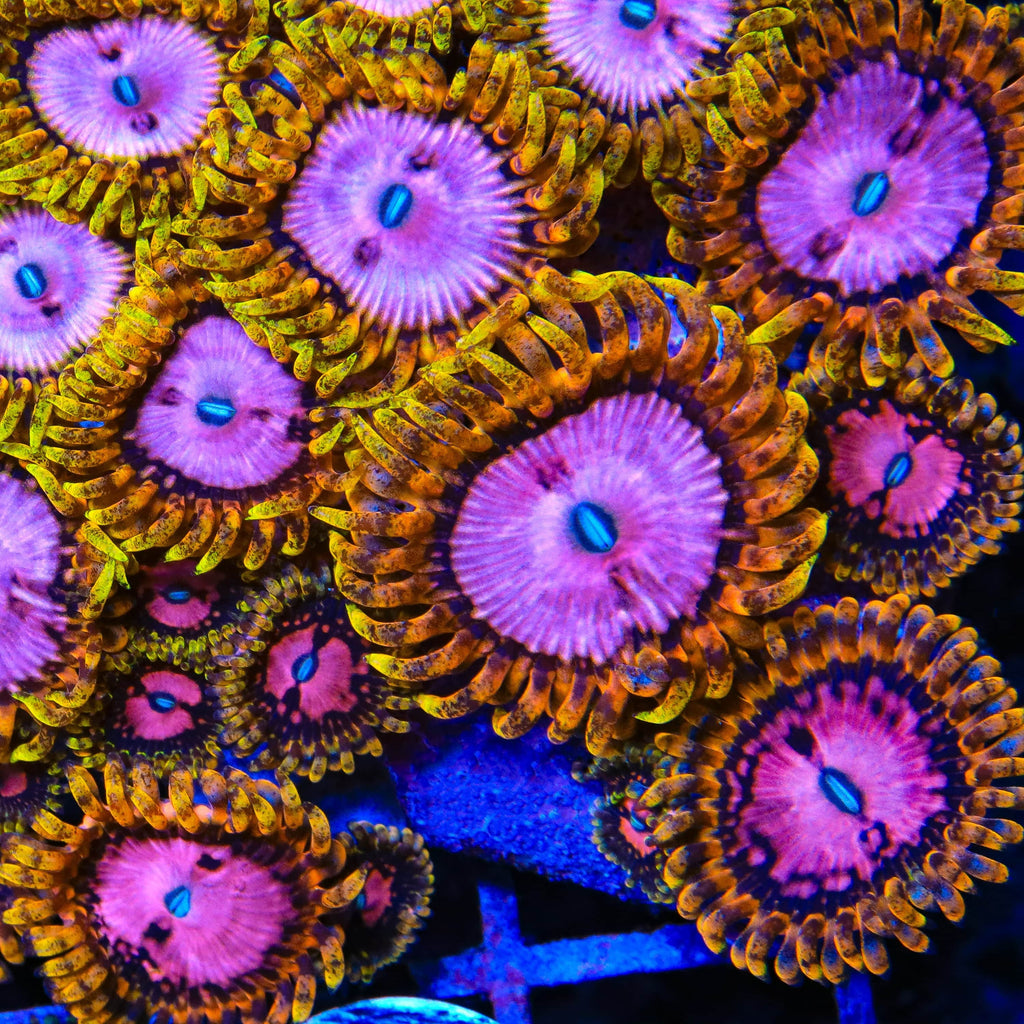 TSA Chemically Altered Zoanthids Coral