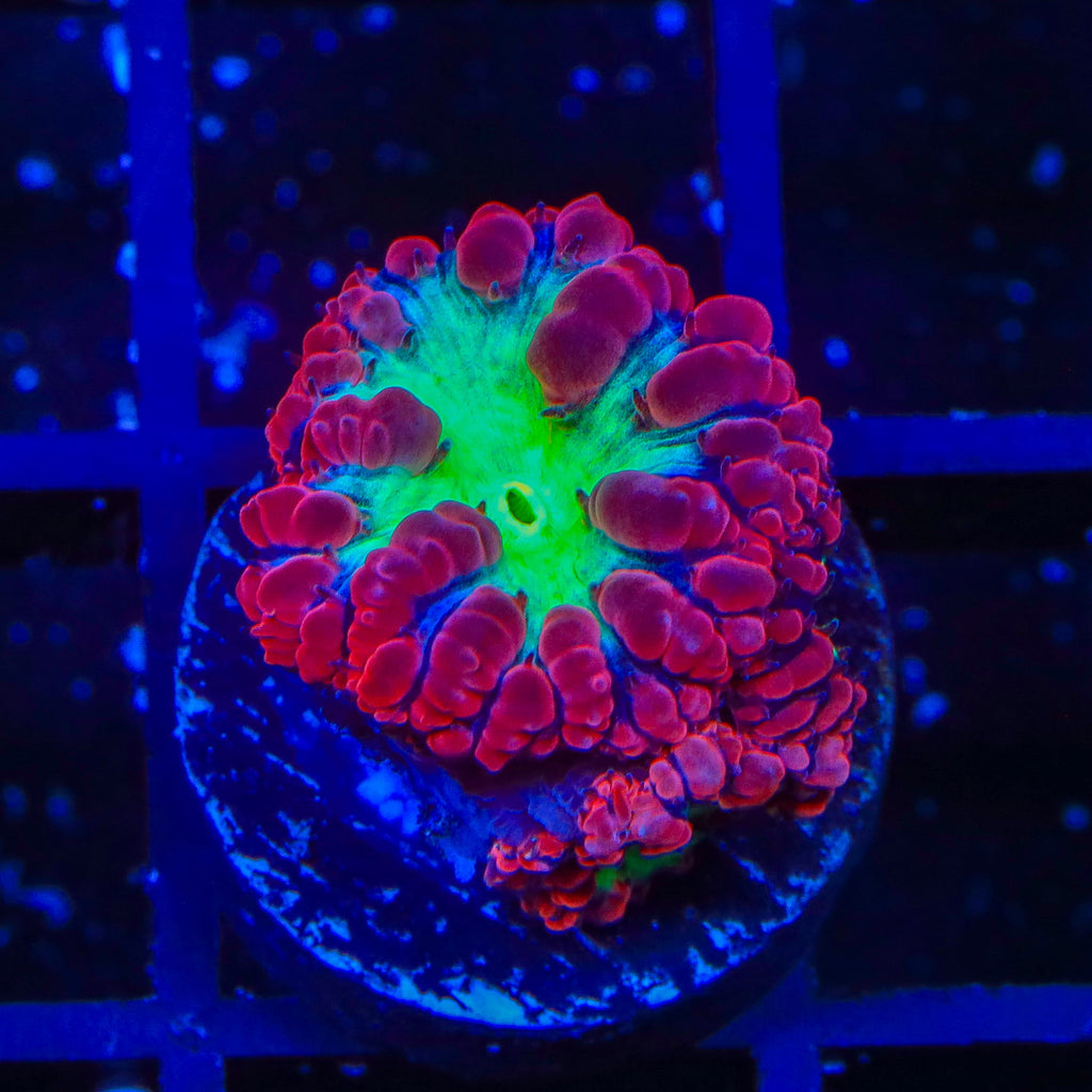 TSA Cherry Blastomussa Coral