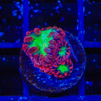 TSA Cherry Blastomussa Coral