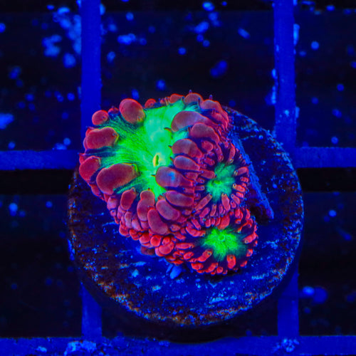 TSA Cherry Blastomussa Coral
