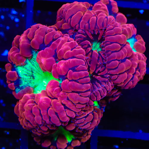 TSA Cherry Blastomussa Coral