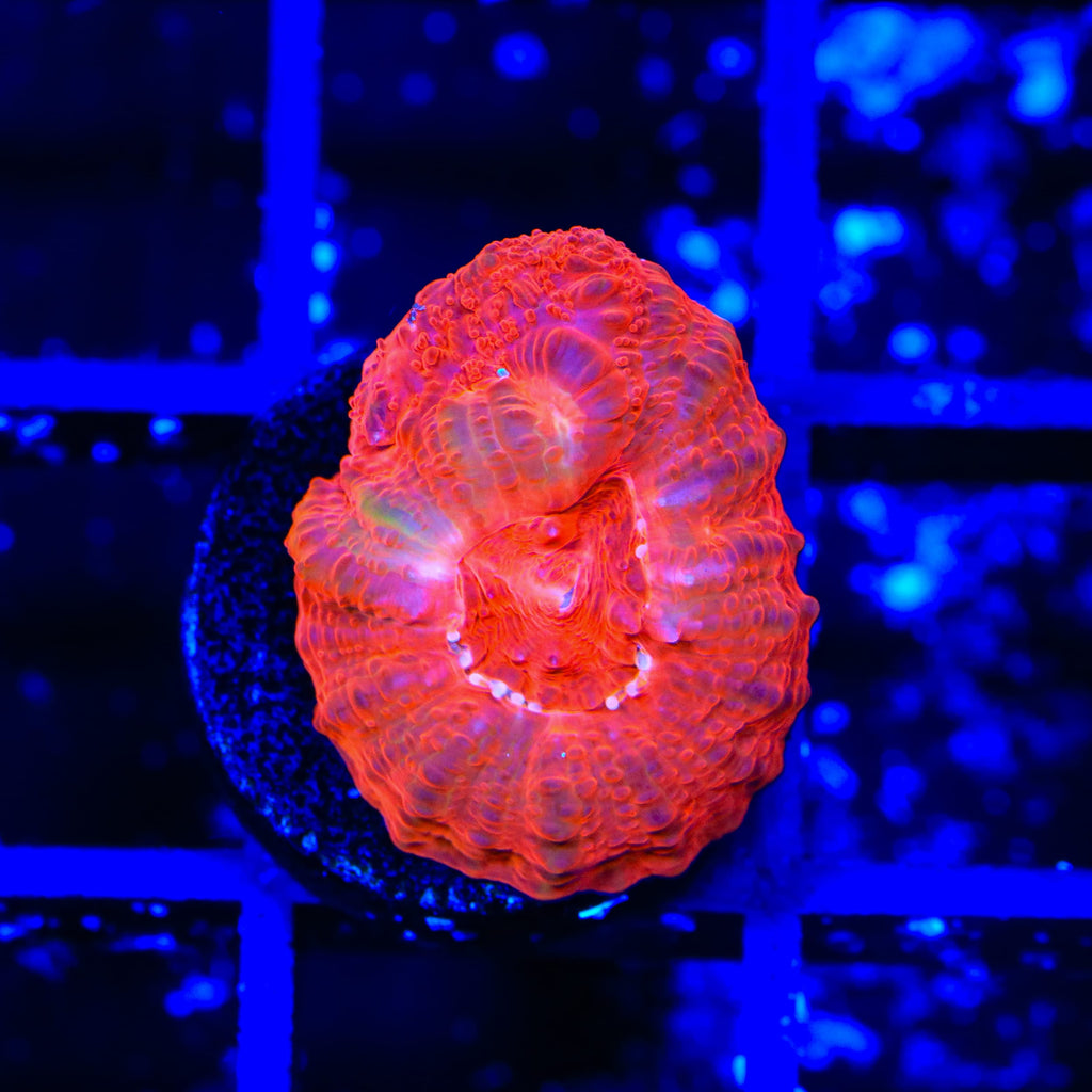 TSA Cherry Bowerbankii Coral