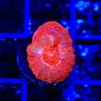 TSA Cherry Bowerbankii Coral
