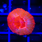TSA Cherry Bowerbankii Coral