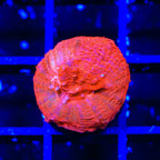 TSA Cherry Bowerbankii Coral