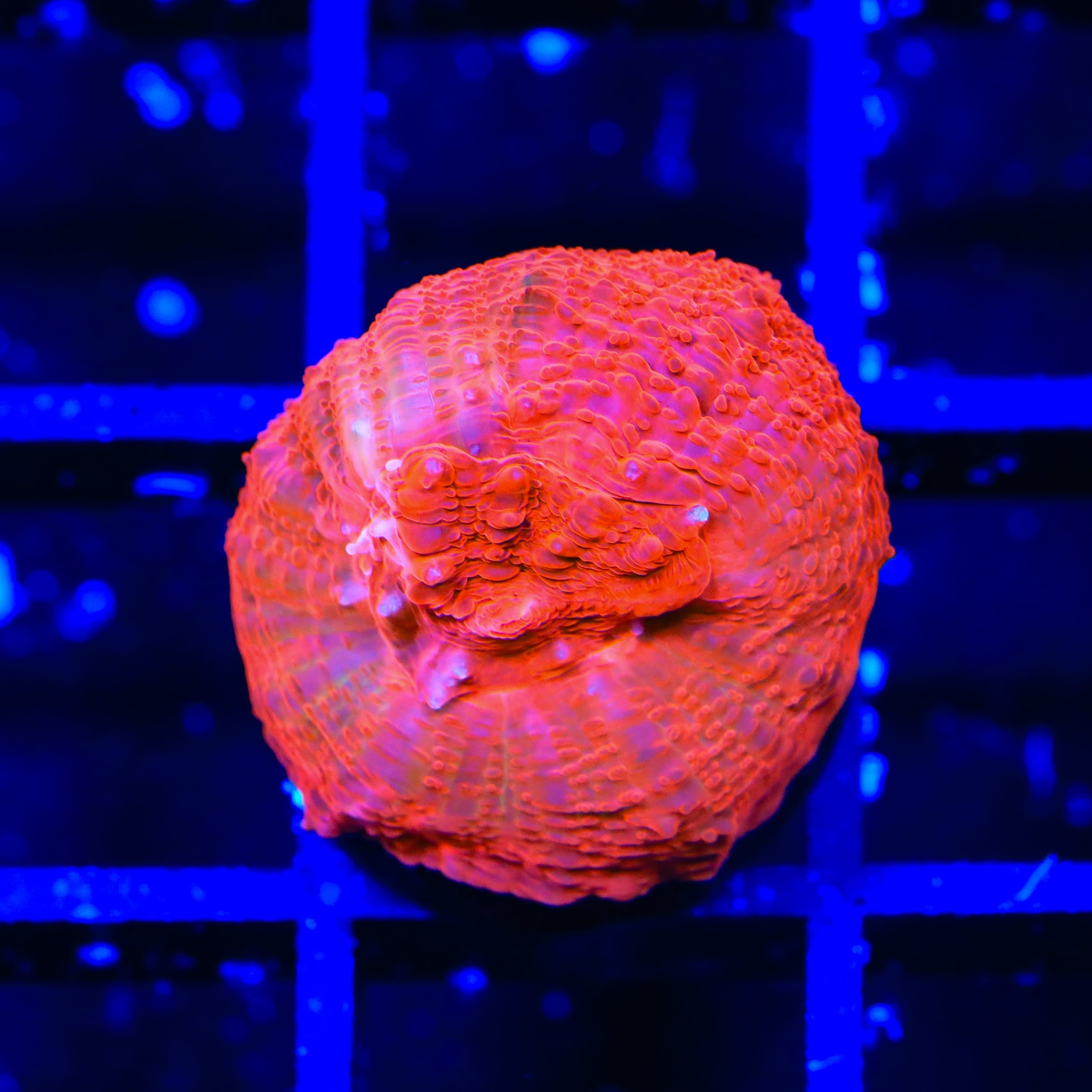 TSA Cherry Bowerbankii Coral