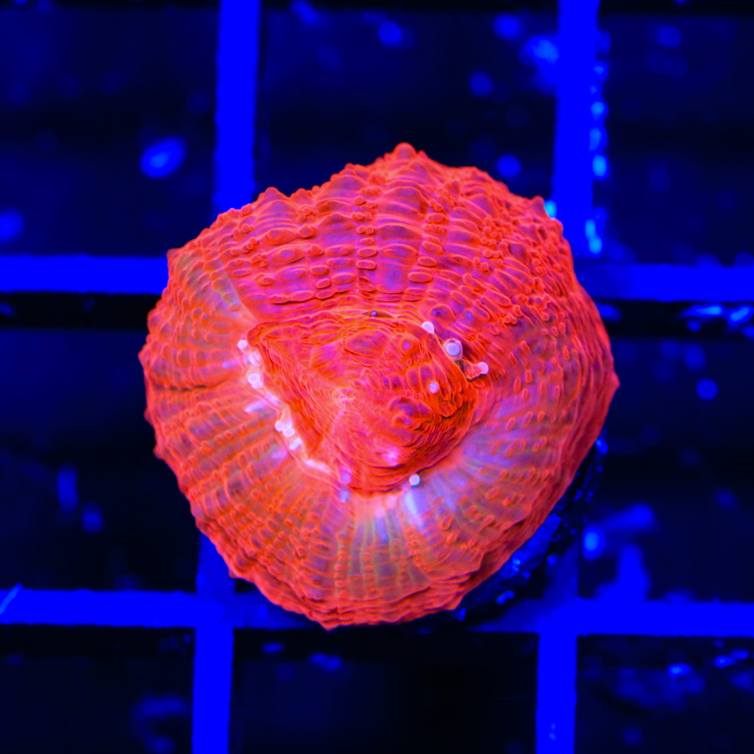 TSA Cherry Bowerbankii Coral
