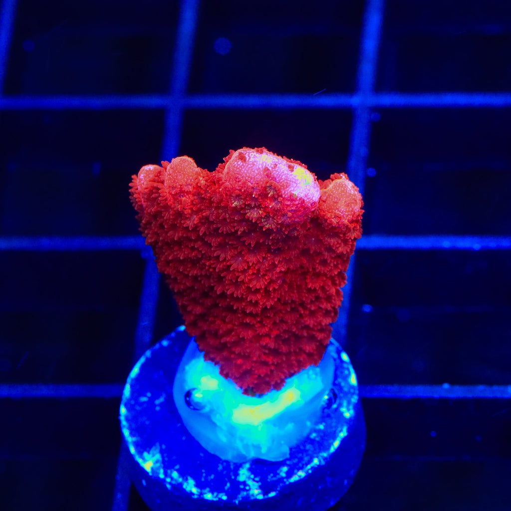 TSA Cherry Digitata Montipora Coral – Top Shelf Aquatics