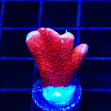 TSA Cherry Digitata Montipora Coral
