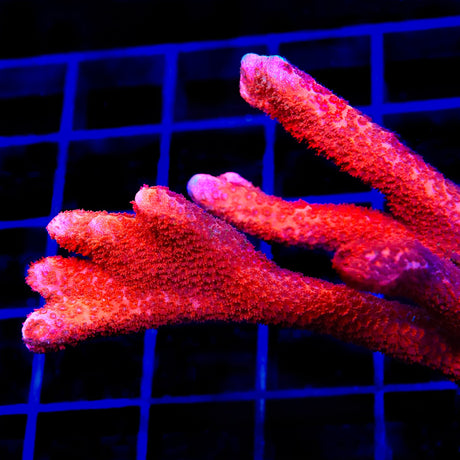 TSA Cherry Digitata Montipora Coral