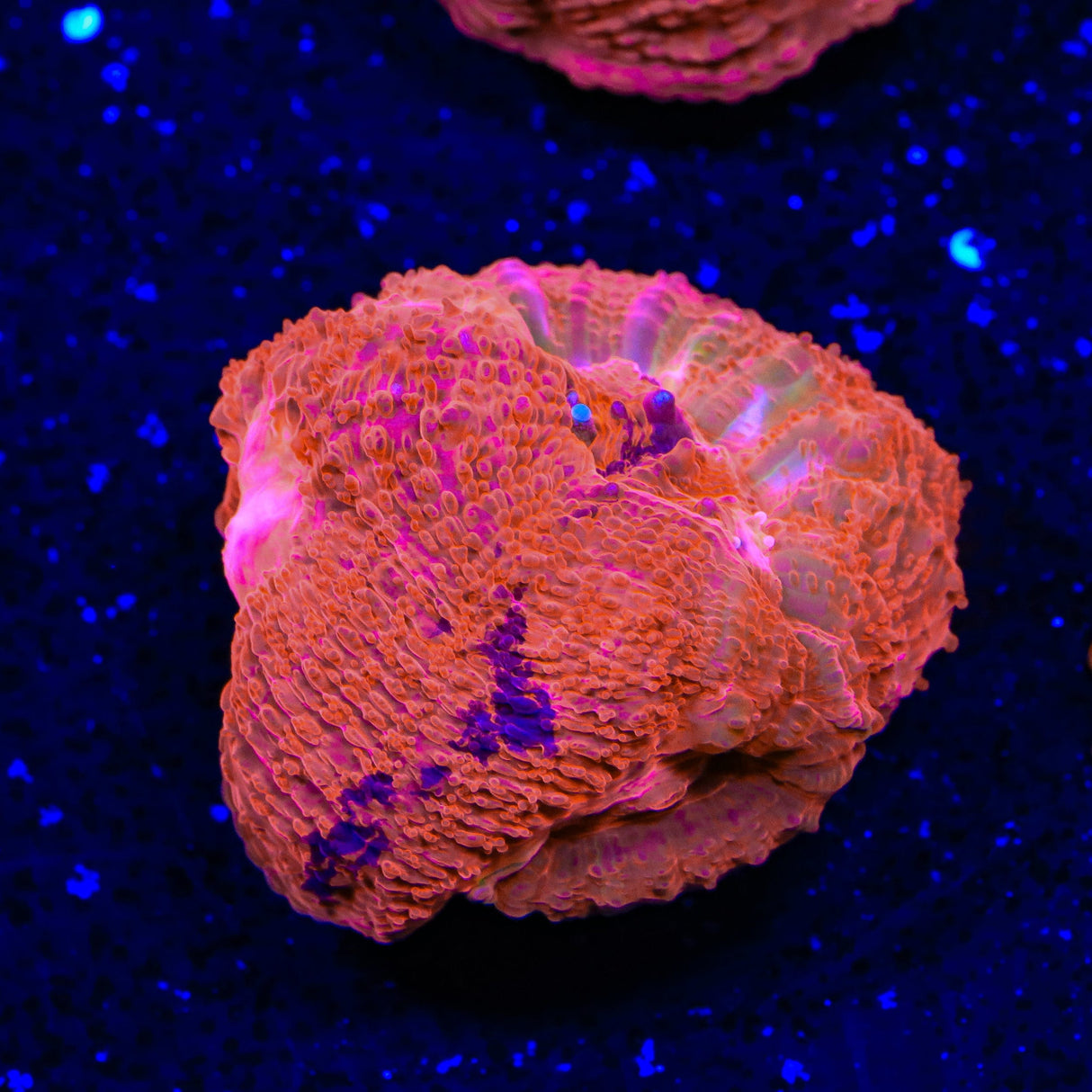 TSA Cherry Grafted Bowerbankii Coral