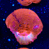 TSA Cherry Grafted Bowerbankii Coral