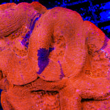 TSA Cherry Grafted Bowerbankii Coral