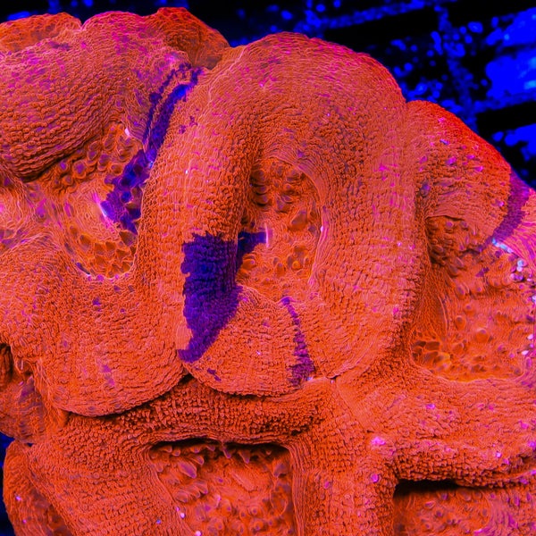 TSA Cherry Grafted Bowerbankii Coral
