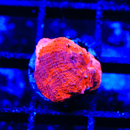 TSA Cherry Grafted Bowerbankii Coral