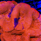 TSA Cherry Grafted Bowerbankii Coral