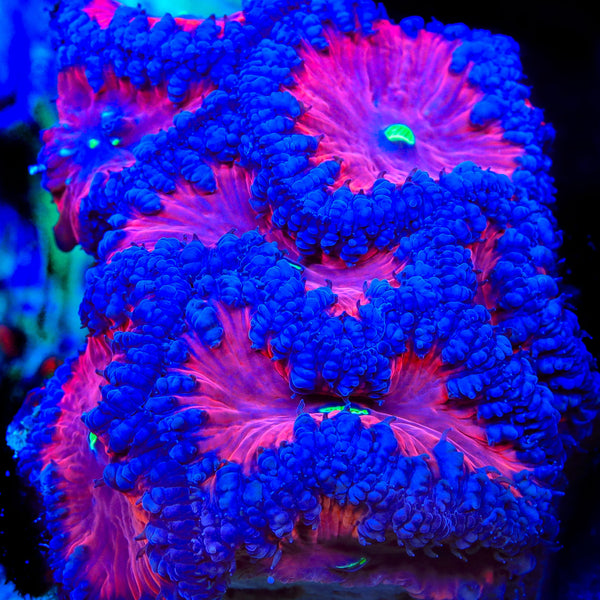 TSA Cherry Gusher Blastomussa Coral