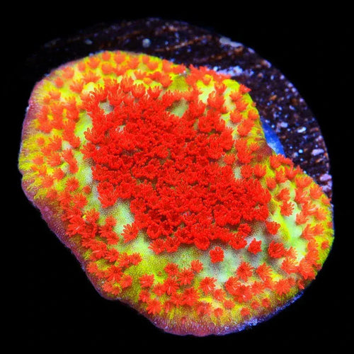 TSA Chili Pepper Montipora Coral – Top Shelf Aquatics
