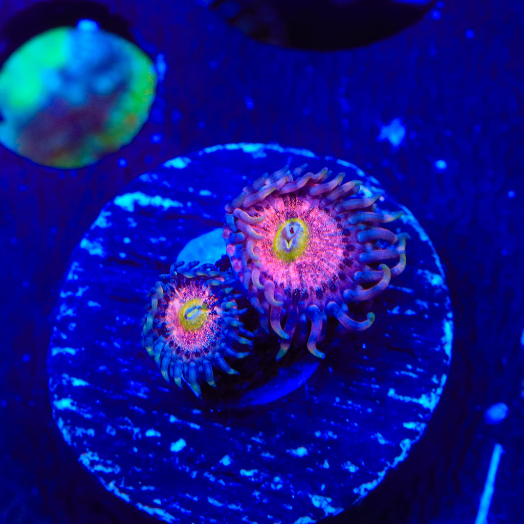 TSA Chong Bong Zoanthids Coral