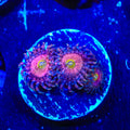 TSA Chong Bong Zoanthids Coral