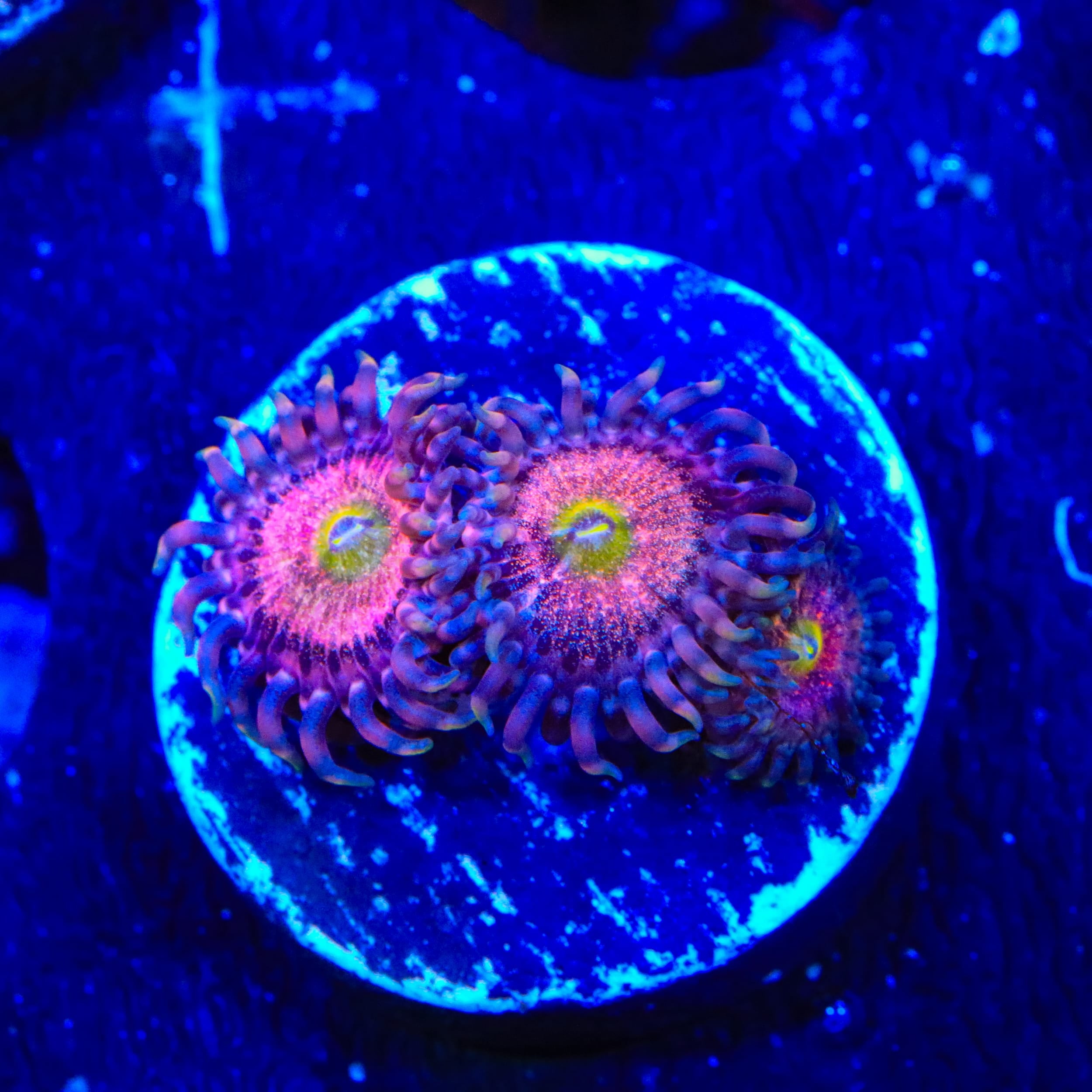 TSA Chong Bong Zoanthids Coral