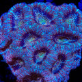 TSA Cinnamon Acan Coral