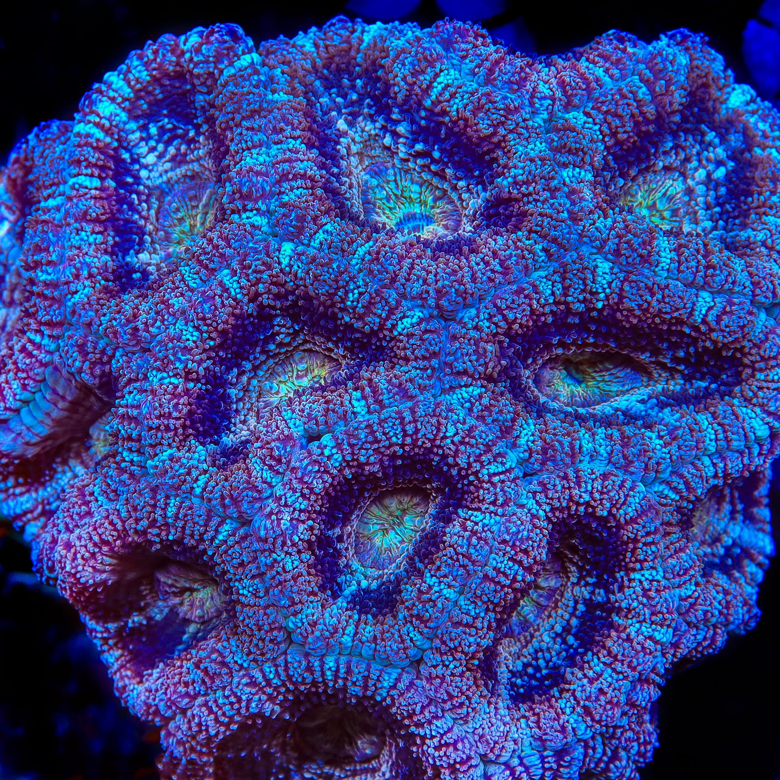 TSA Cinnamon Acan Coral