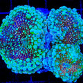 TSA Cinnamon Swirl Yuma Mushroom Coral