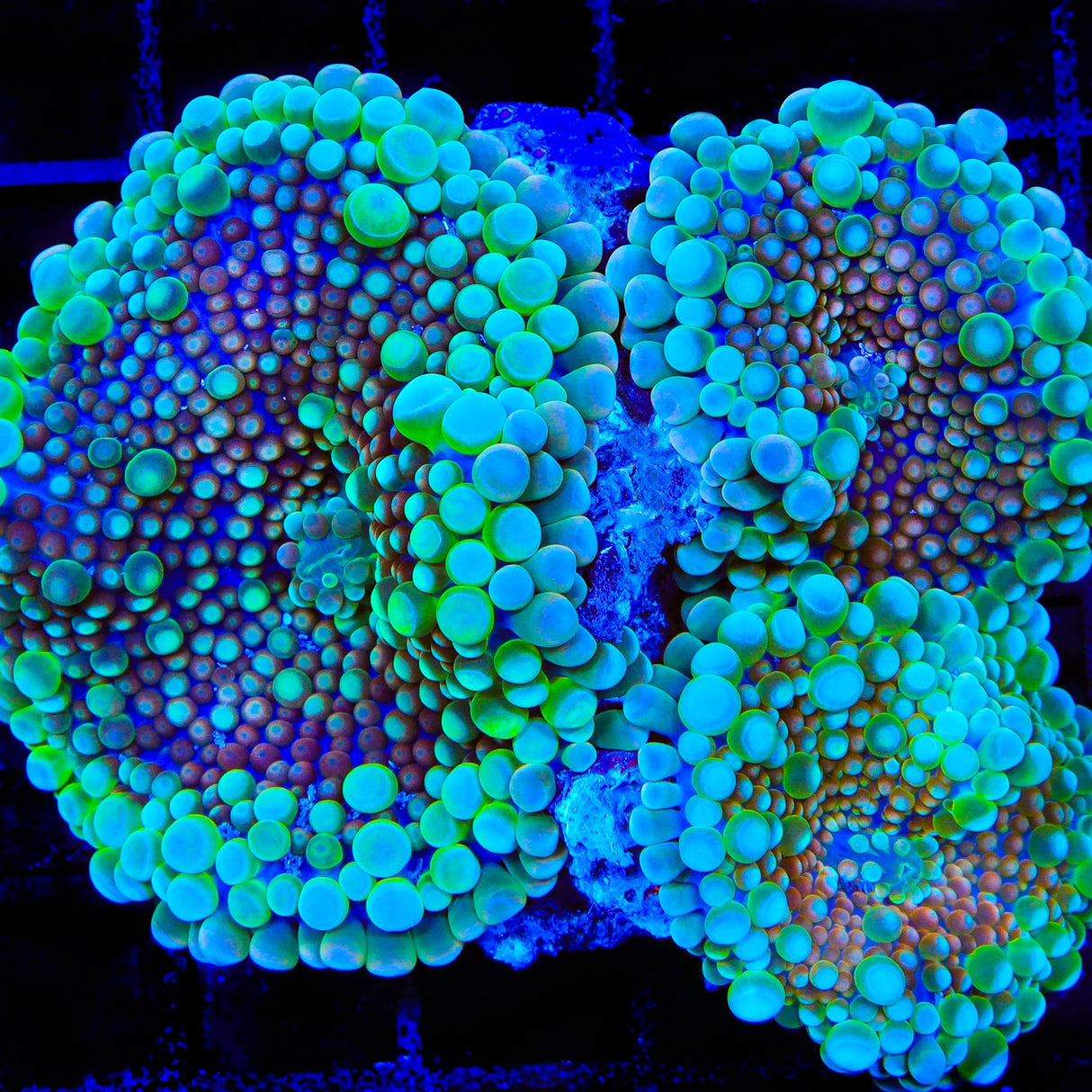 TSA Cinnamon Swirl Yuma Mushroom Coral