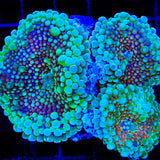 TSA Cinnamon Swirl Yuma Mushroom Coral