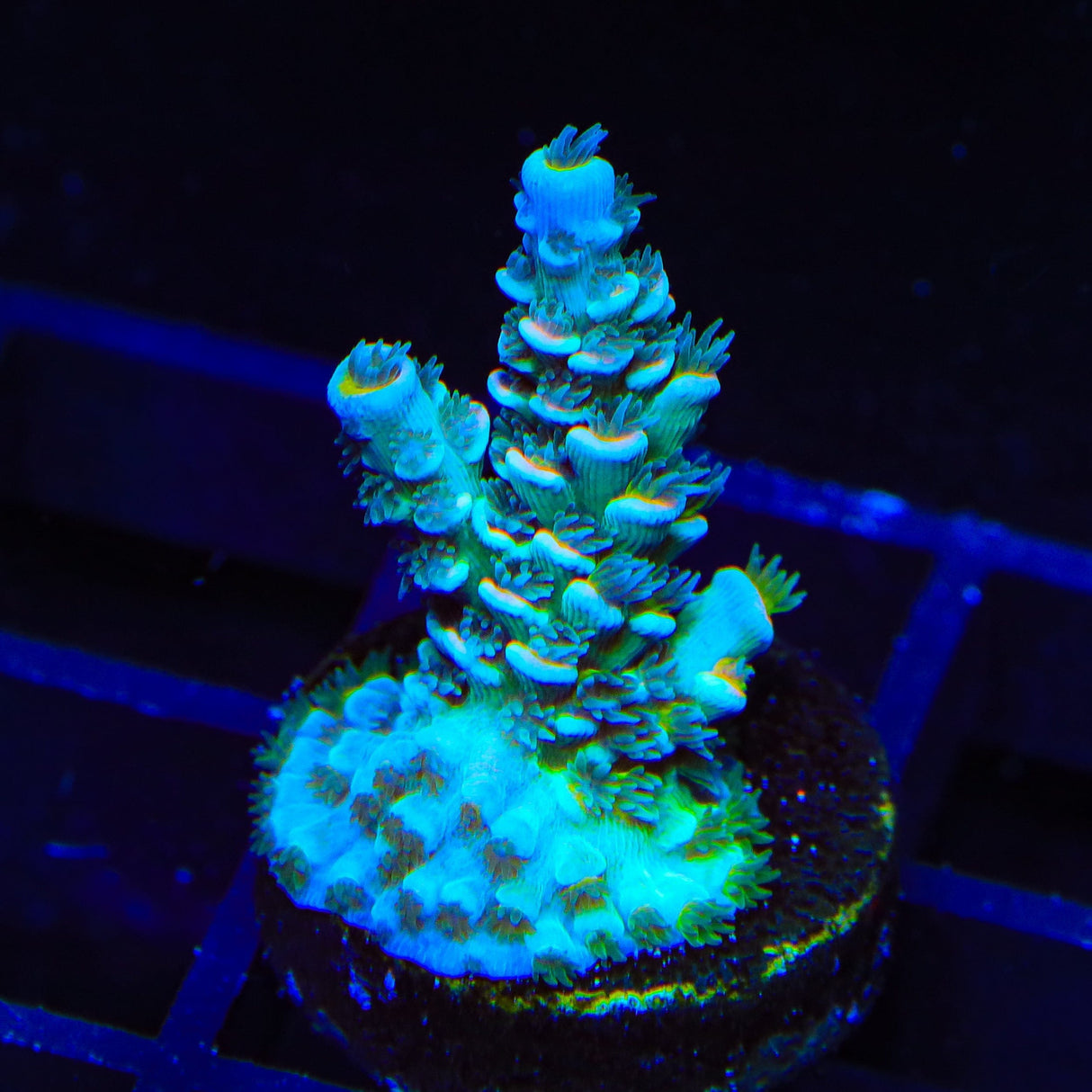 TSA Circus Freak Tenuis Acropora Coral