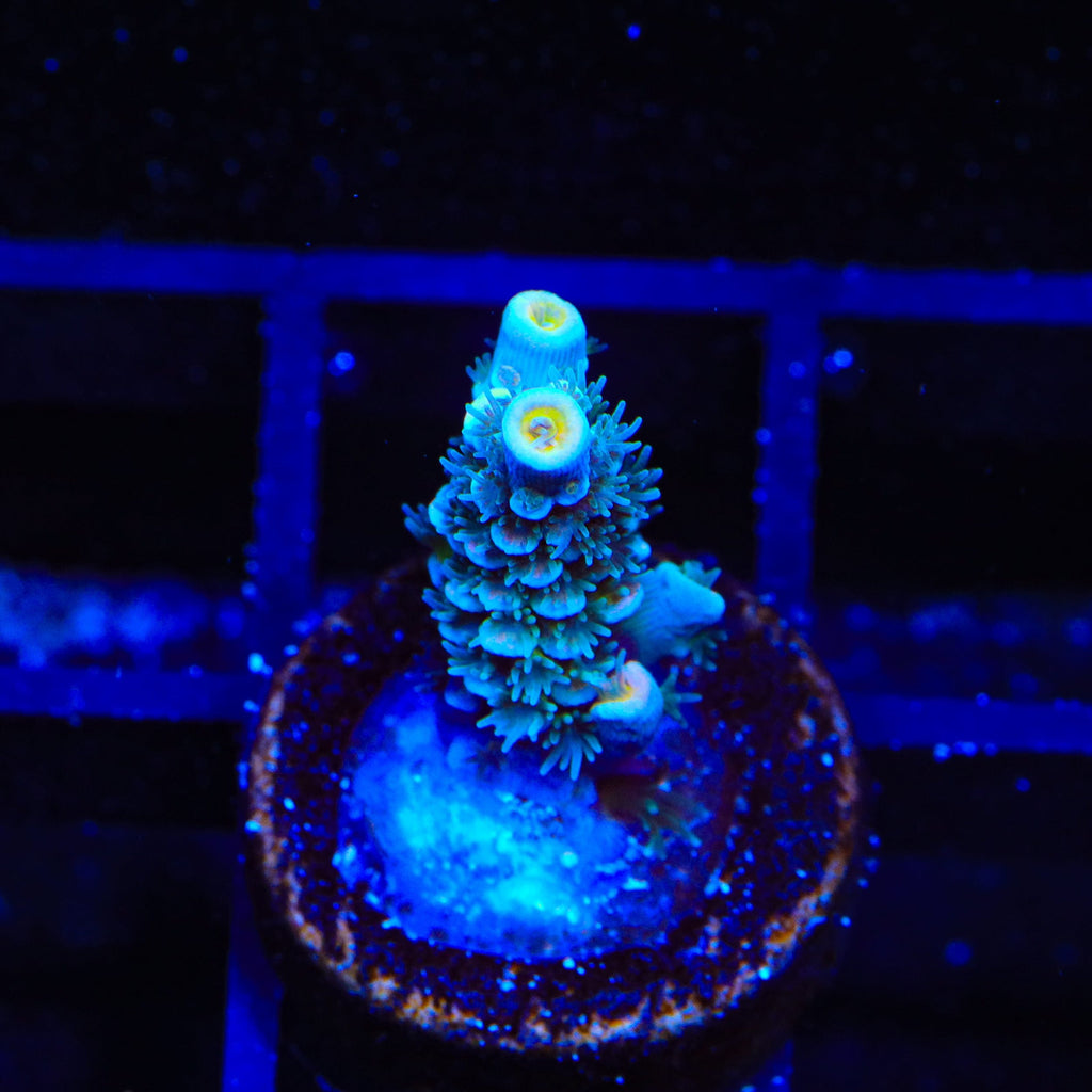 TSA Circus Freak Tenuis Acropora Coral