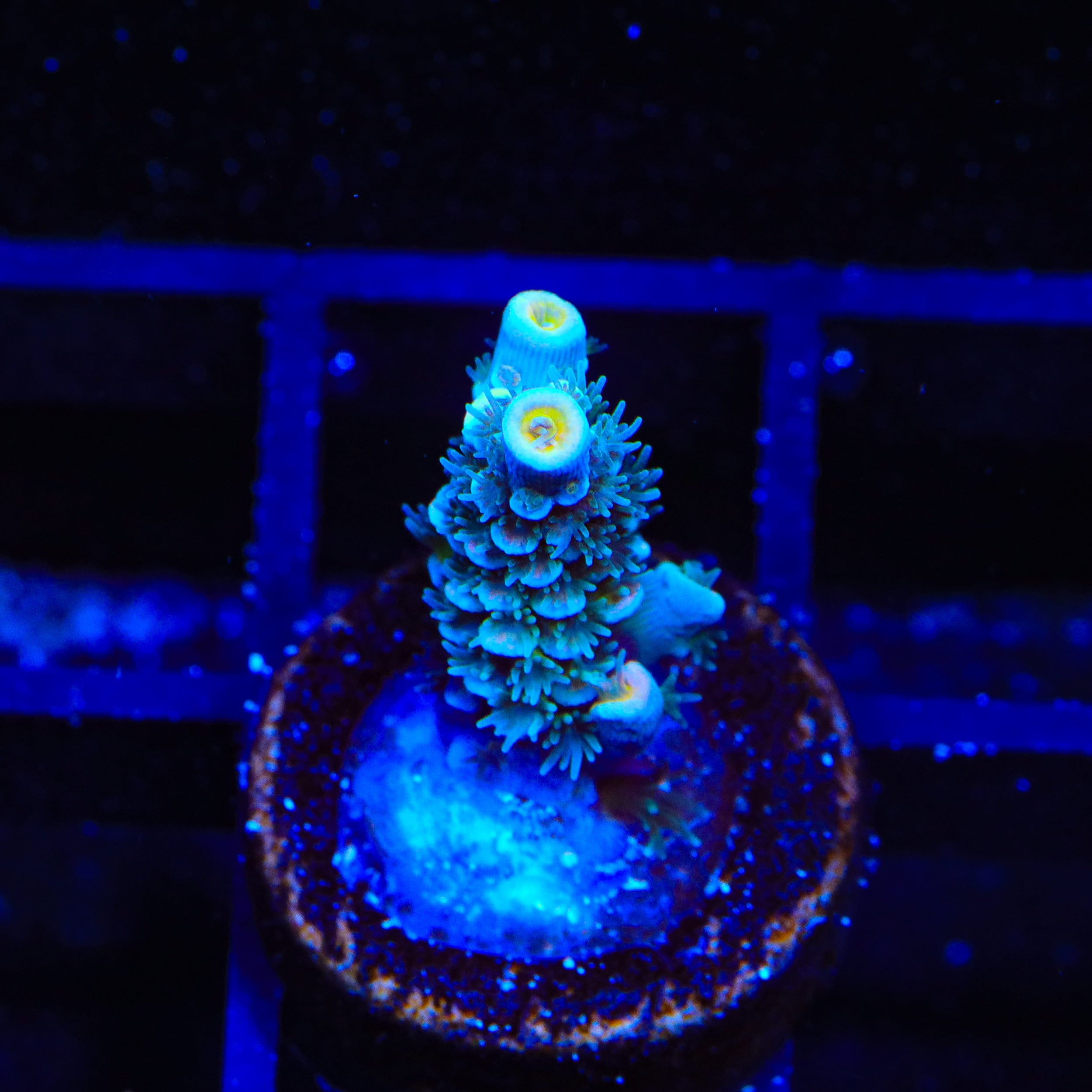 TSA Circus Freak Tenuis Acropora Coral