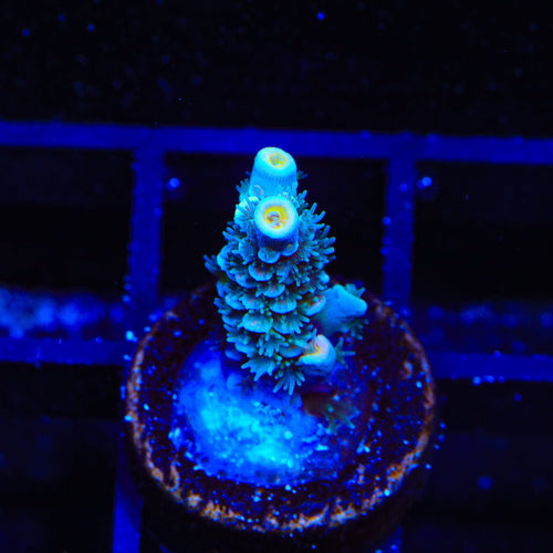 TSA Circus Freak Tenuis Acropora Coral