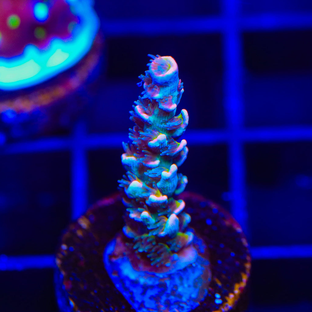 TSA Circus Freak Tenuis Acropora Coral