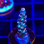 TSA Circus Freak Tenuis Acropora Coral