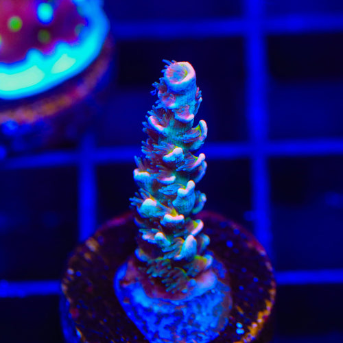 TSA Circus Freak Tenuis Acropora Coral