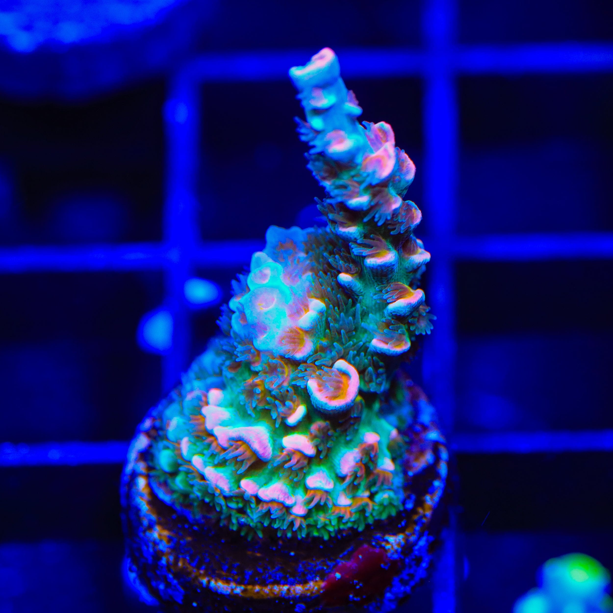 TSA Circus Freak Tenuis Acropora Coral