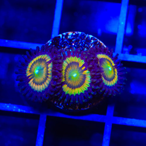 TSA Citrus Cooler Zoanthids Coral