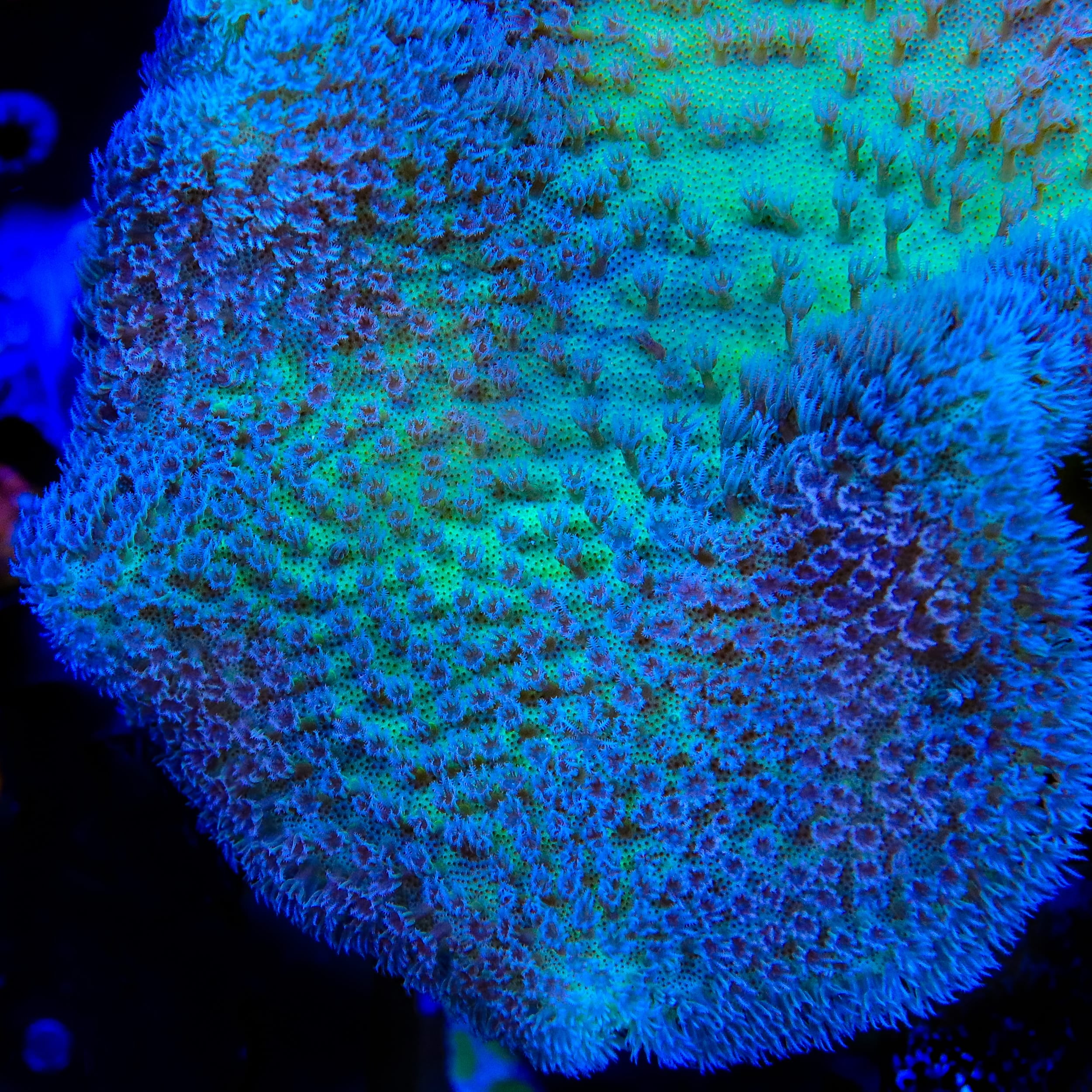 TSA Cold Snap Toadstool Leather Coral