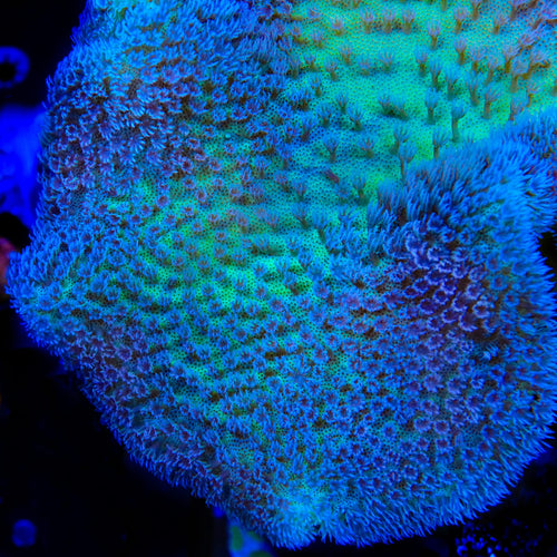 TSA Cold Snap Toadstool Leather Coral