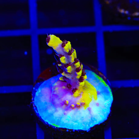 TSA Colonel Mustard Acropora Coral
