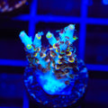 TSA Colonel Mustard Acropora Coral