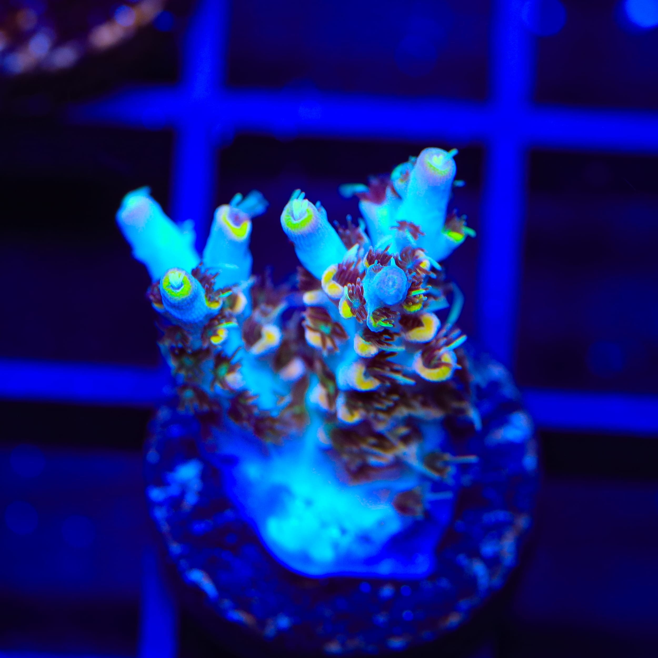 TSA Colonel Mustard Acropora Coral
