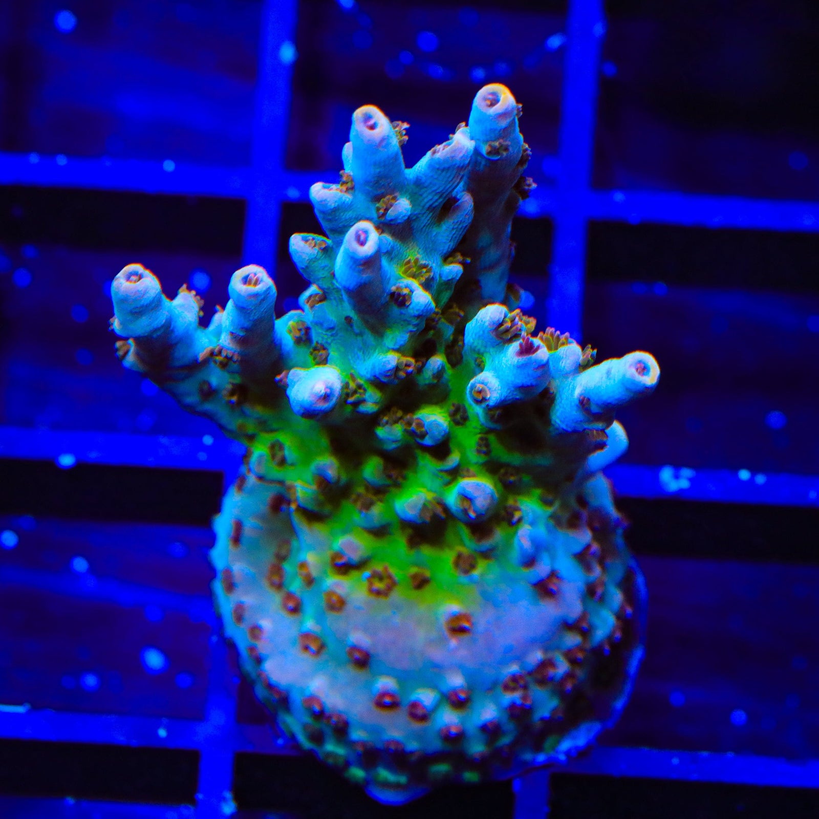 TSA Colt 45 Acropora Coral