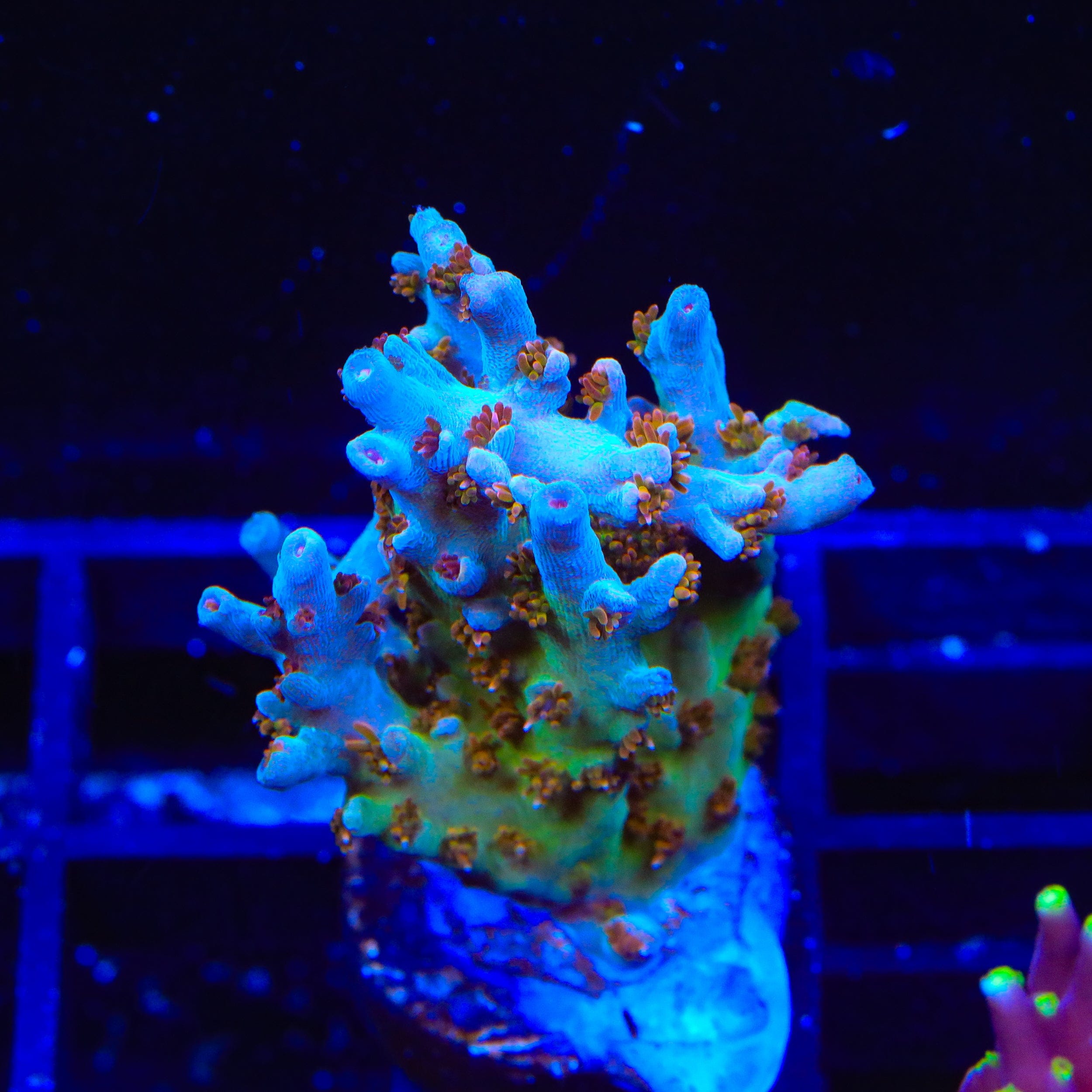 TSA Colt 45 Acropora Coral