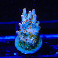 TSA Colt 45 Acropora Coral