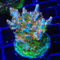 TSA Colt 45 Acropora XL Frag Coral